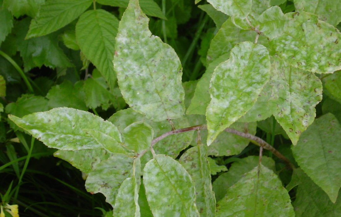 Salix Plant Diseases