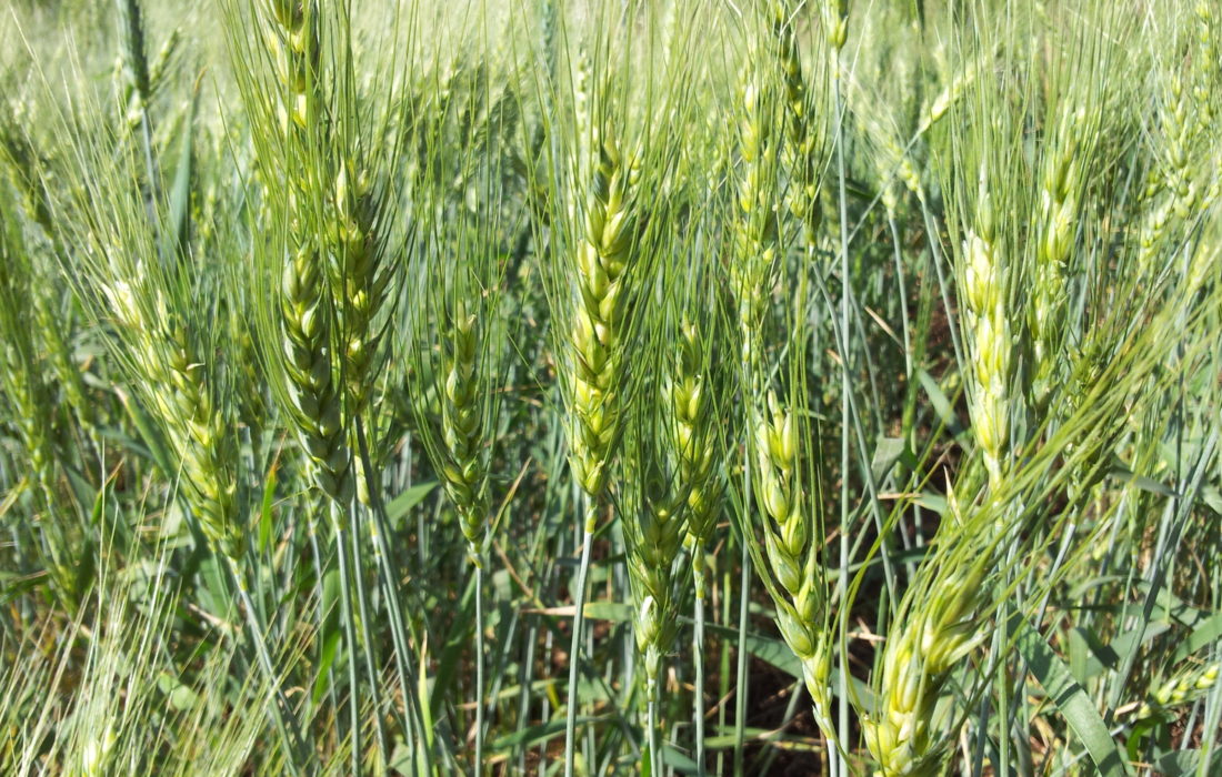 Young Wheat Crop In A Field Near Solapur Maharashtra India